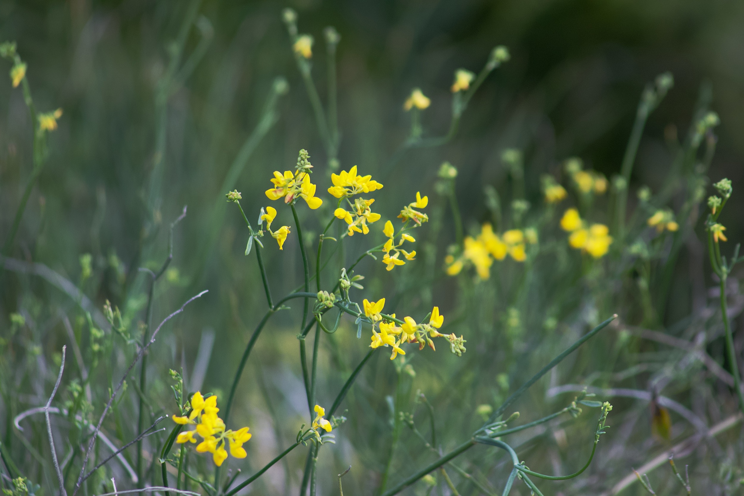 yellow mediterranean flowers