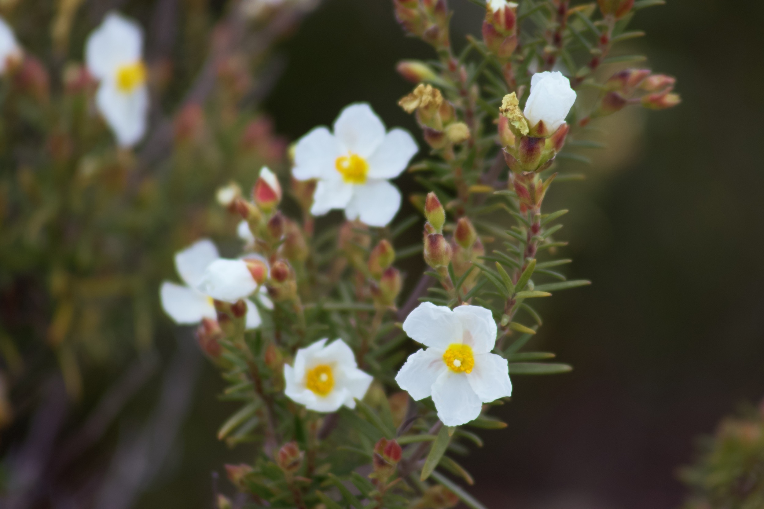 white and yellow mediterranean flowers