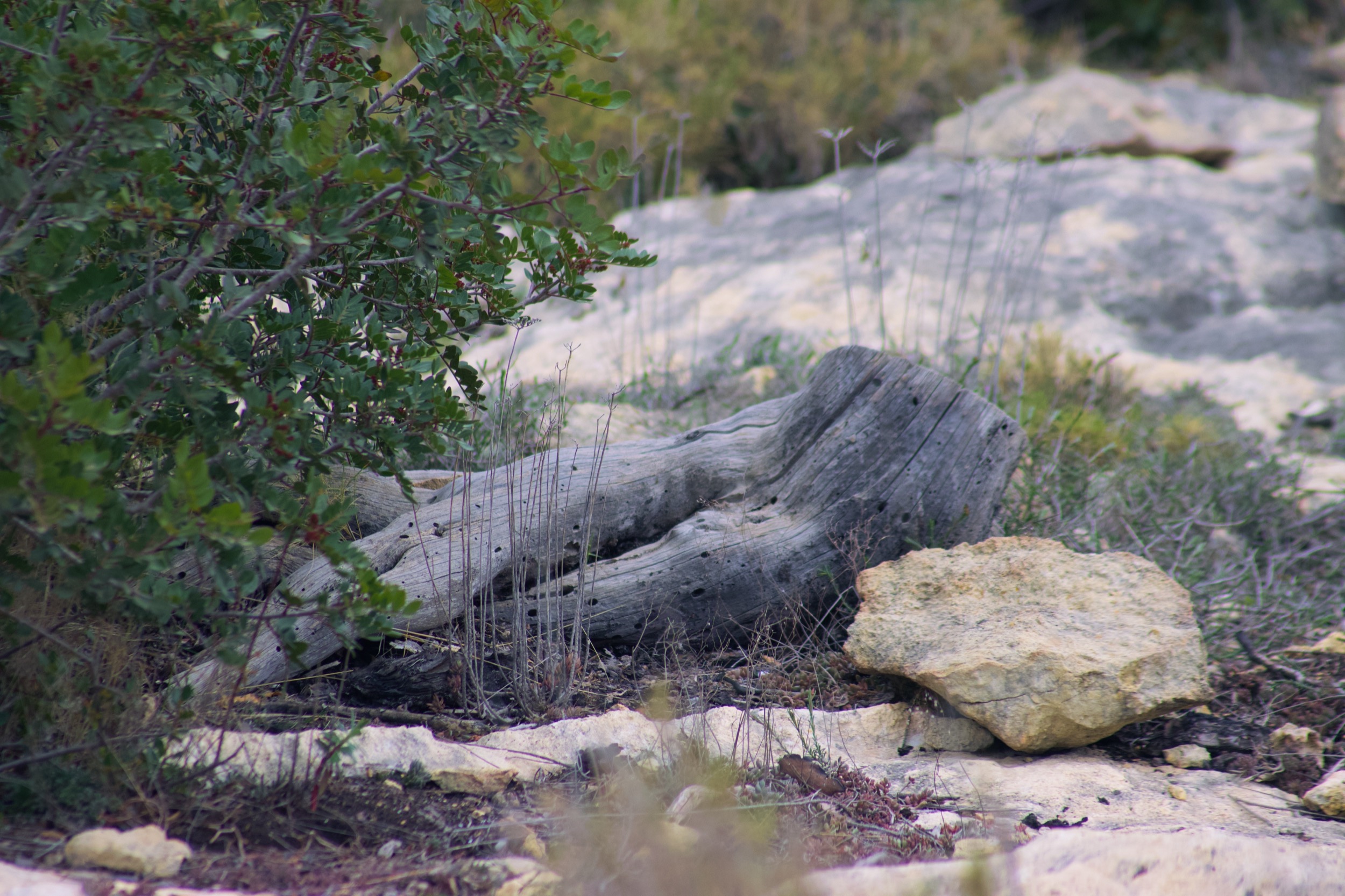 old wood, still life, not living