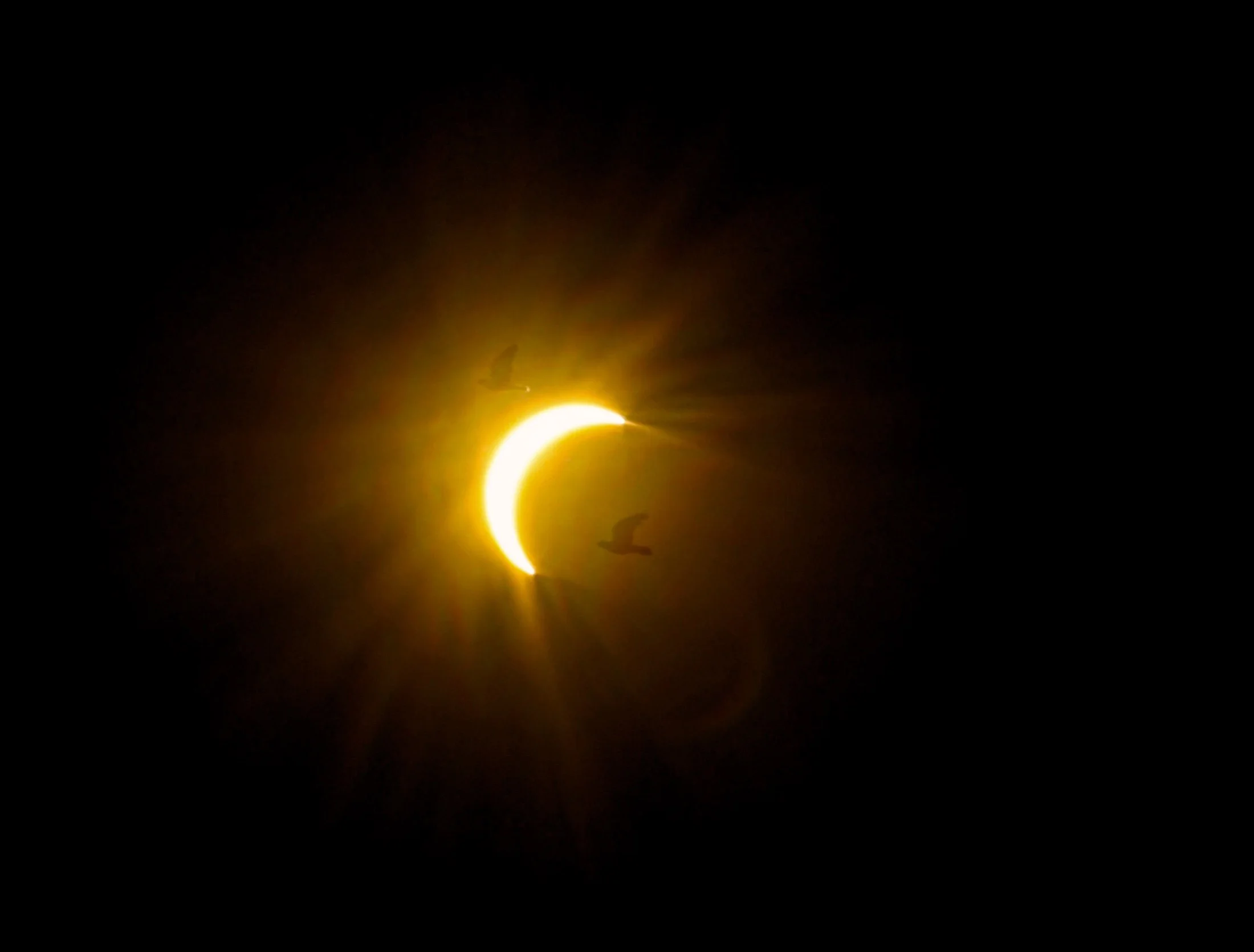 pigeons silhouetted during the Tarragona eclipse, 12/08/2026