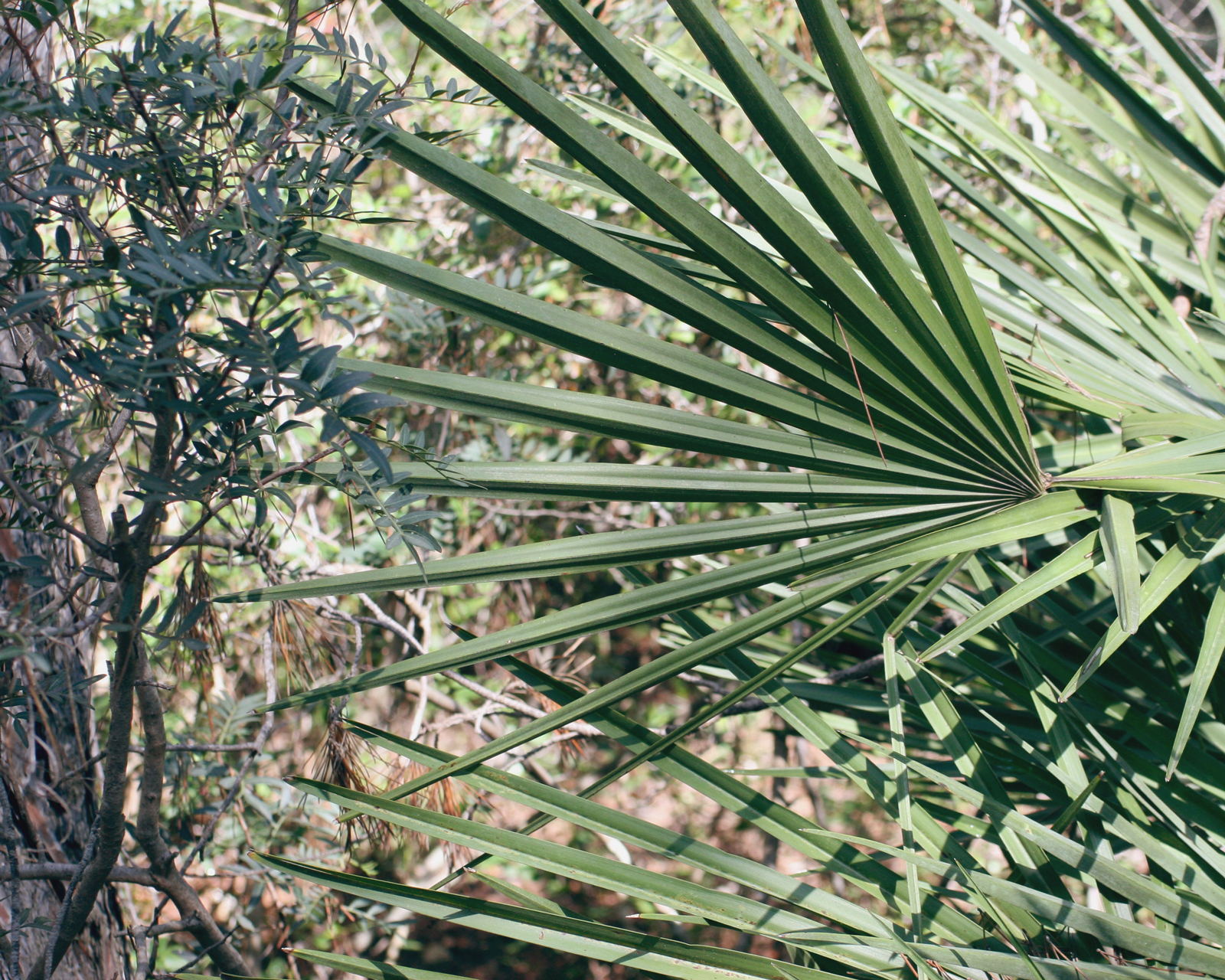 palm margalló