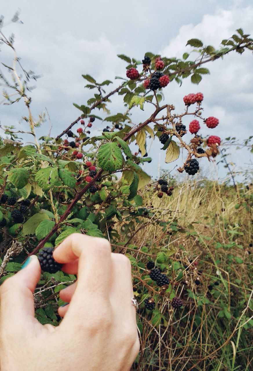 blackberries