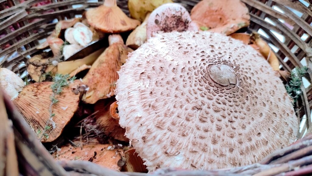 basket of mushrooms