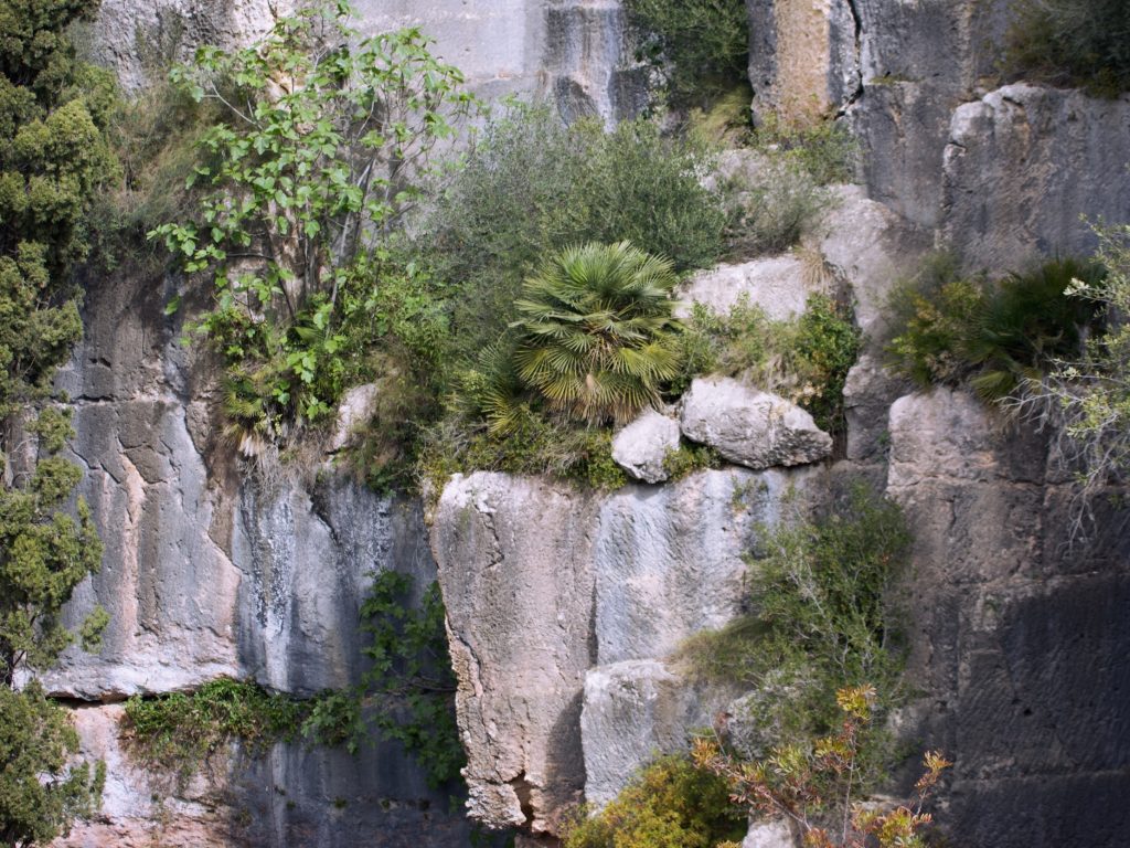 margallo in rock wall