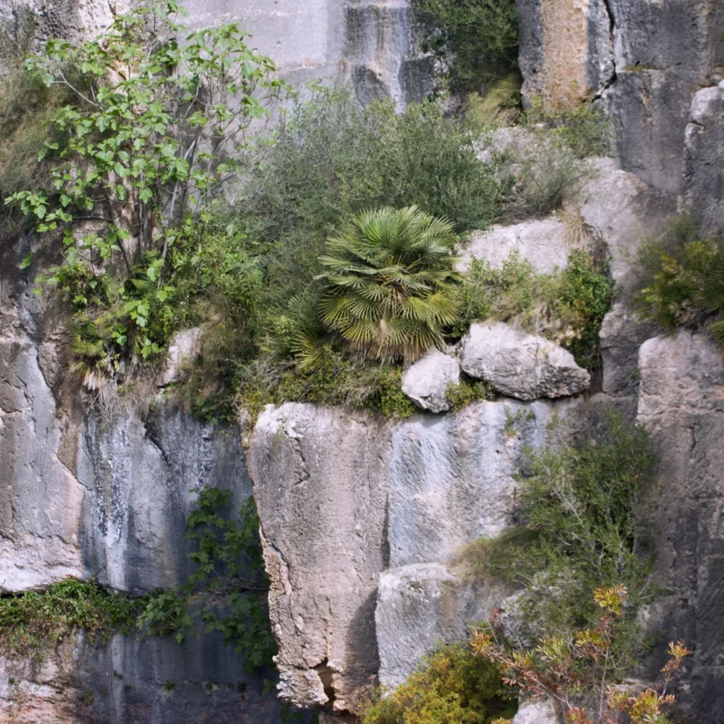 Mediterranean Garden