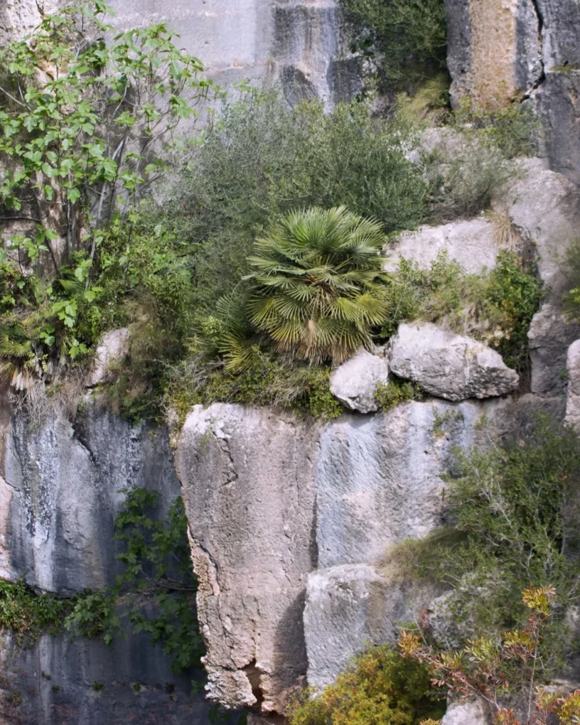 Mediterranean Garden