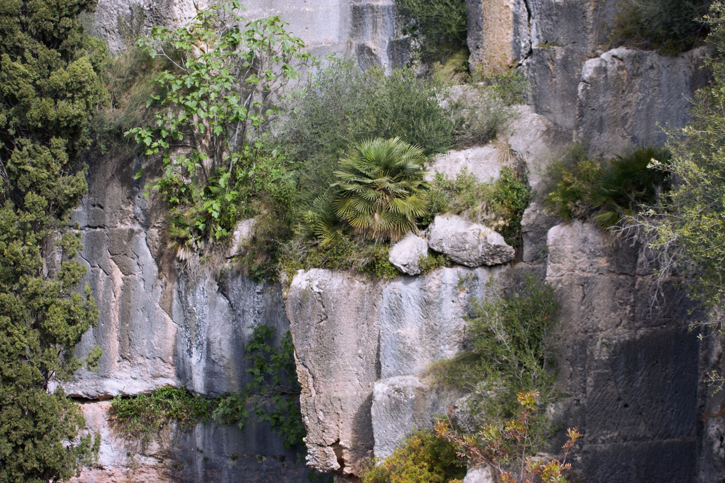 margallo in rock wall