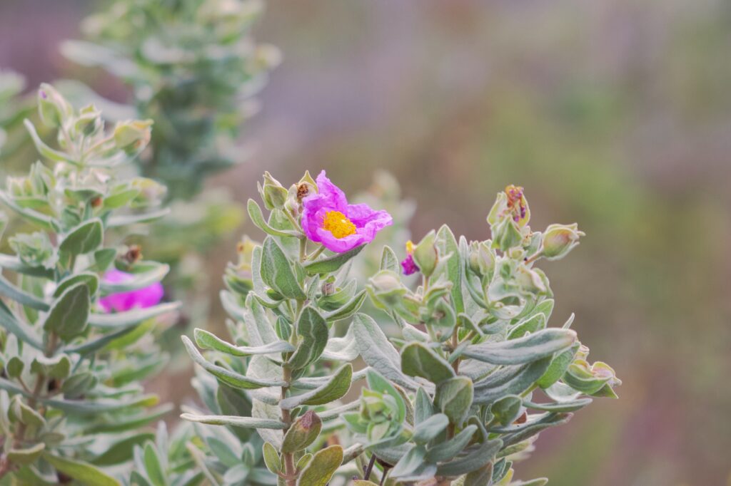 pink and yellow soft and wrinkled flowers