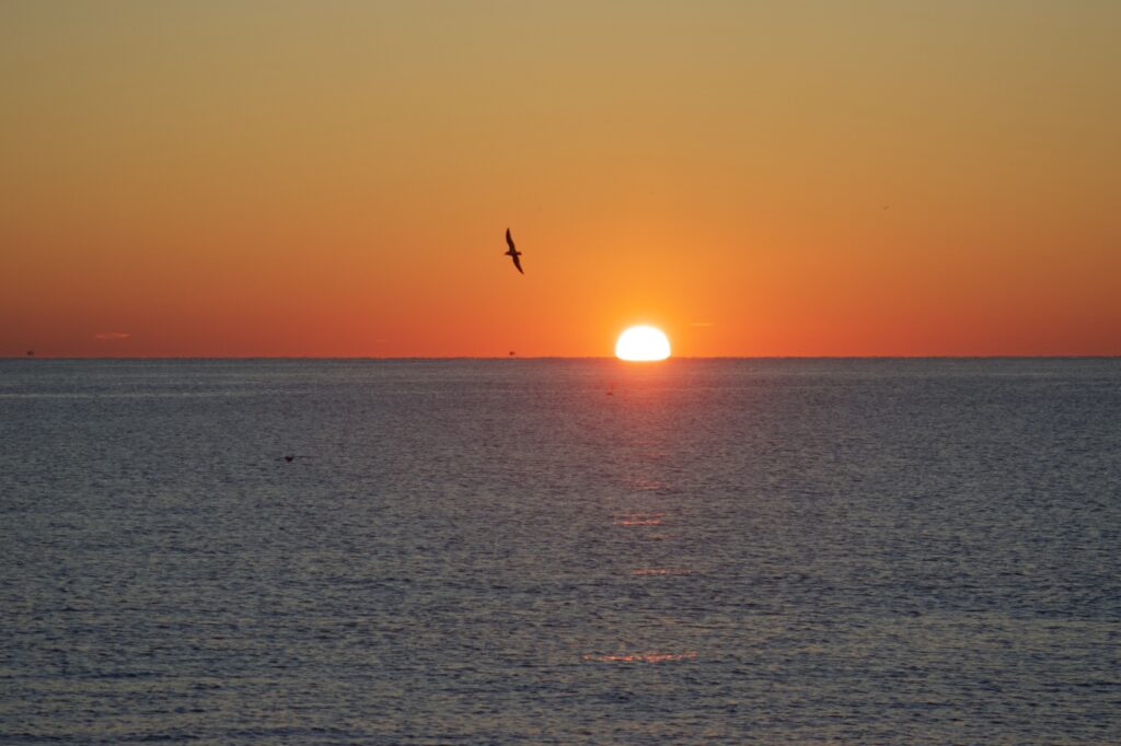 classic sunrise with seagulls