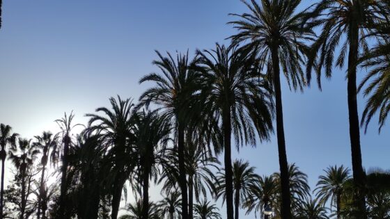 palm trees, anywhere