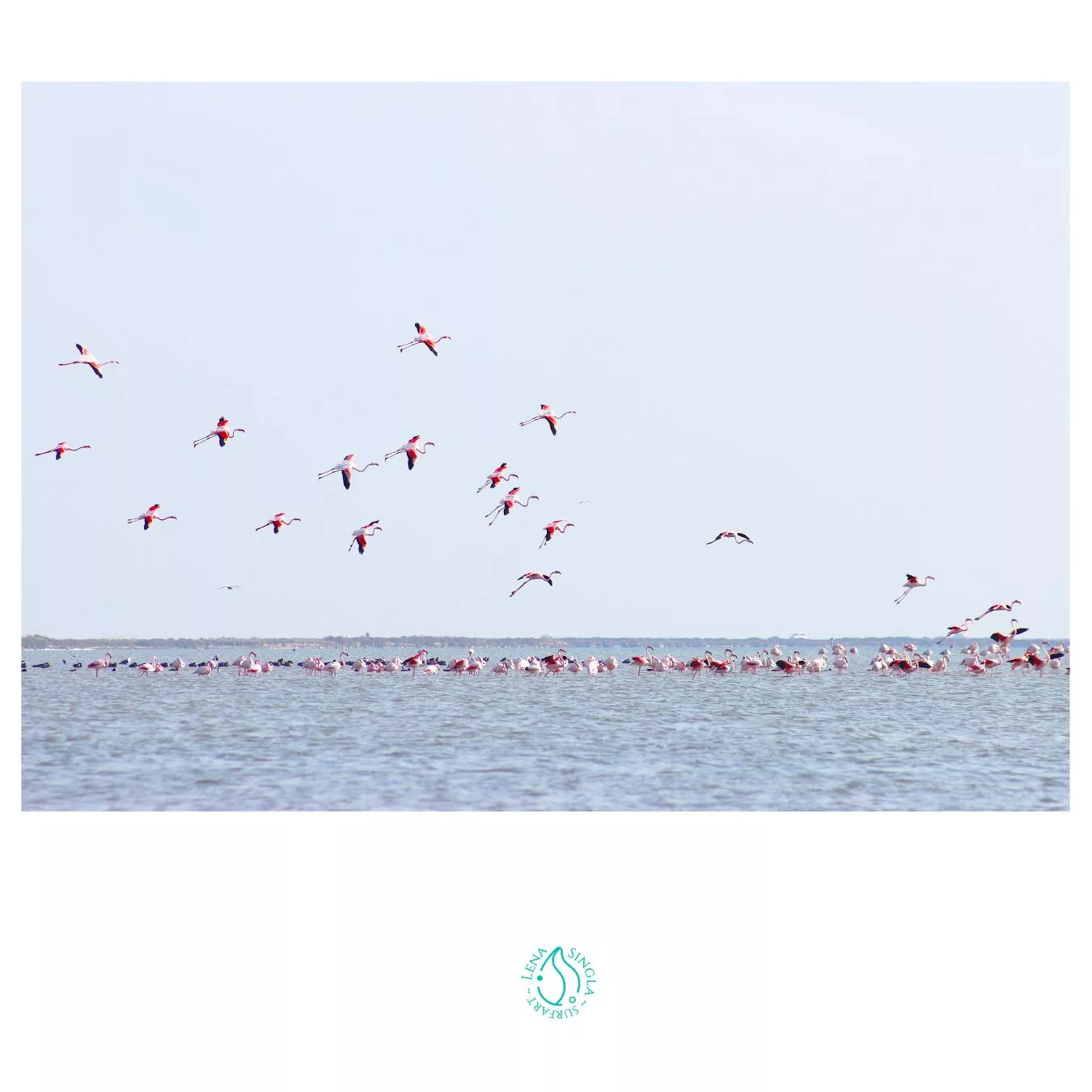 flamingos full photo
